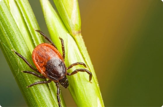 A close-up image of a tick showing the need for tick control services.