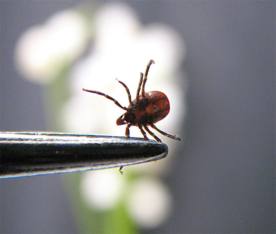 Close up image of a tick in tweezers showing the need for tick control services.