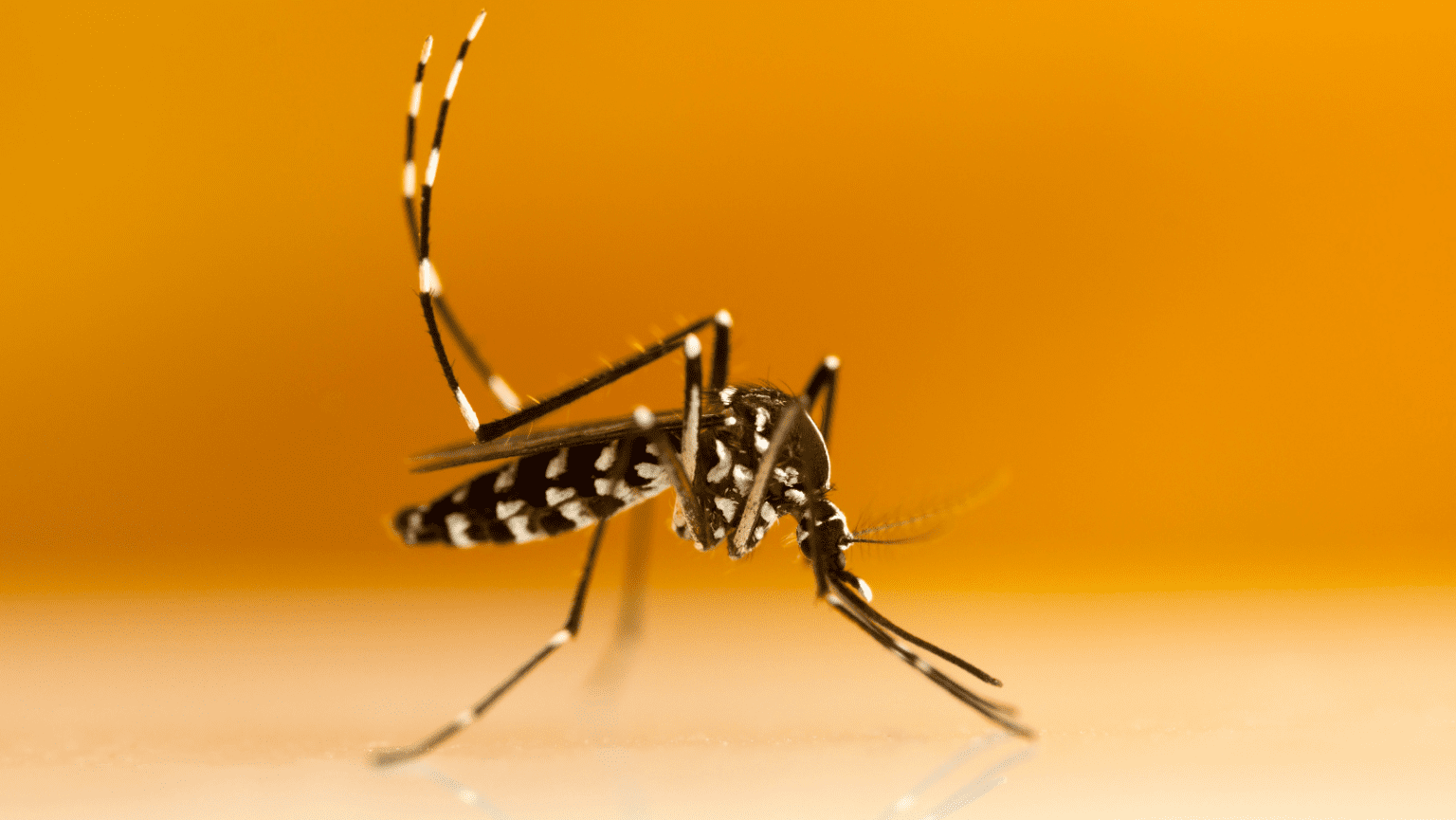 Mosquito Activity Summer 2024 | ohDEER