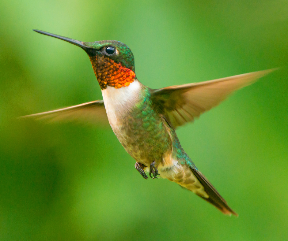hummingbird 