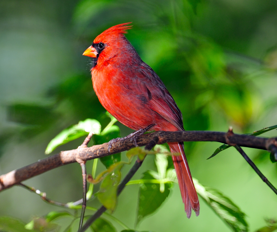 northern cardinal 