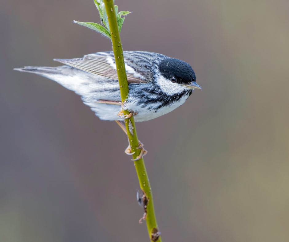 blackpoll warbler 