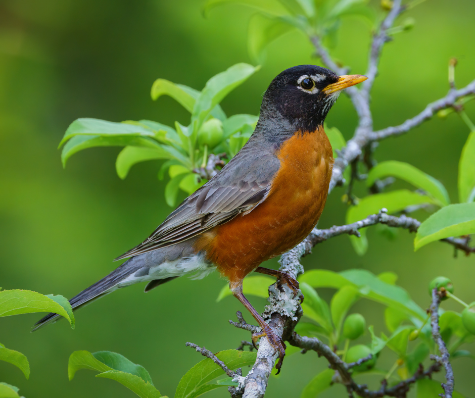Robin perched on a green branch.