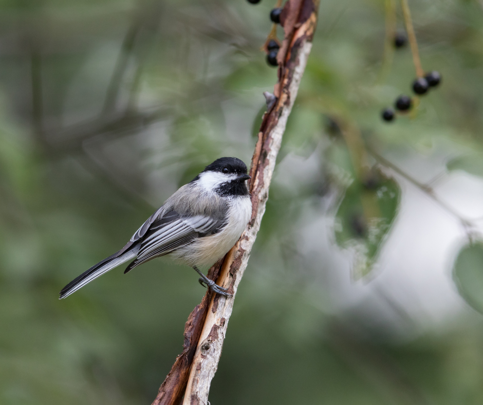 chickadee bird