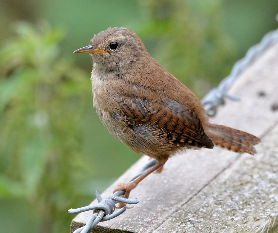 carolina wren bird 