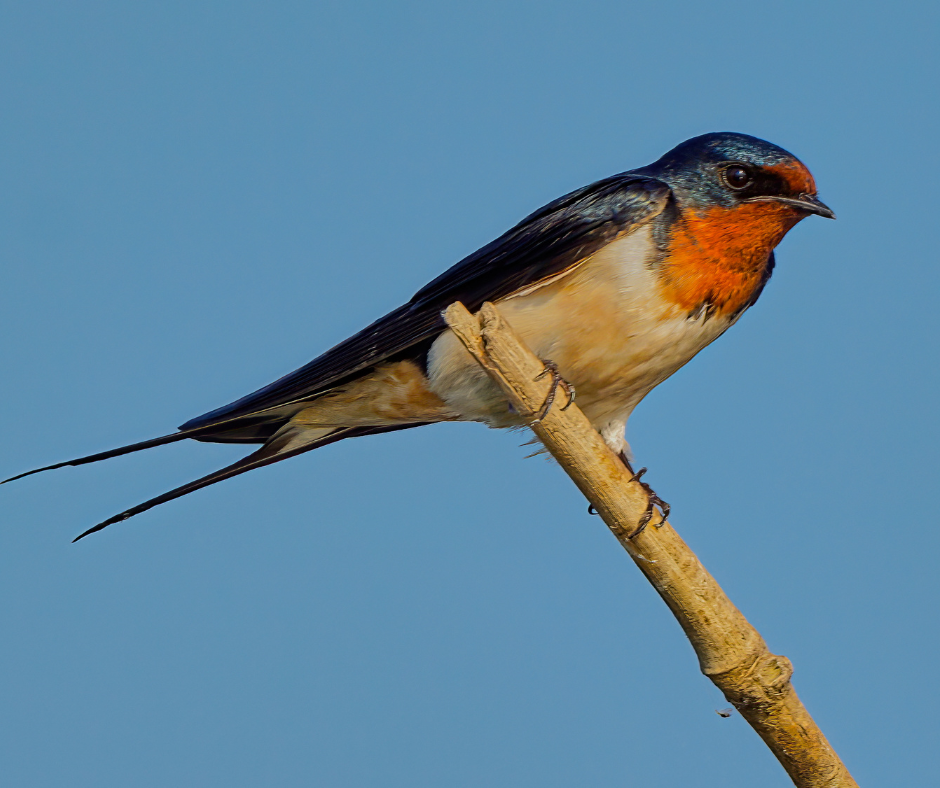 swallows, swallow bird, mosquito-eating bird 