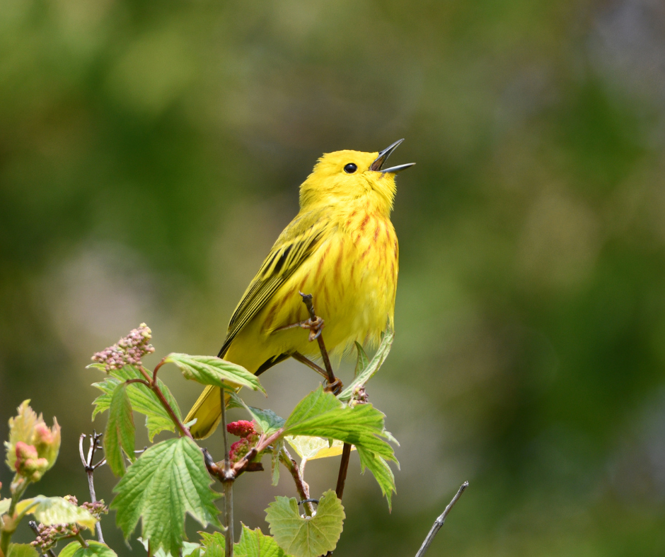 yellow warbler bird 