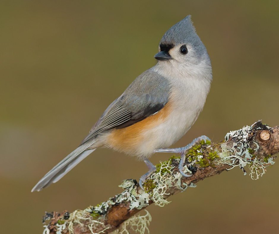 tufted titmouse bird 