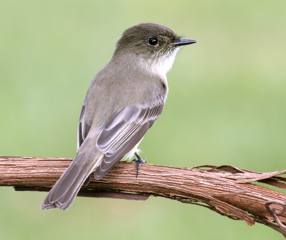 eastern phoebe bird 