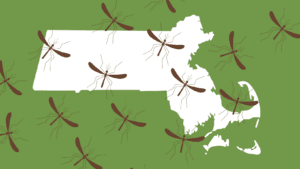 mosquito massachusetts