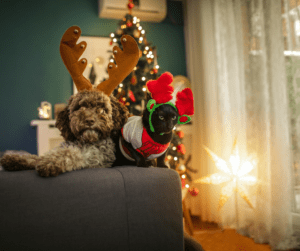 pet holiday safety