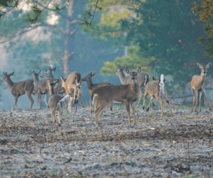 deer damage