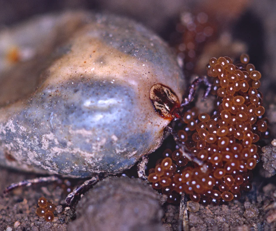 fed tick with tick eggs