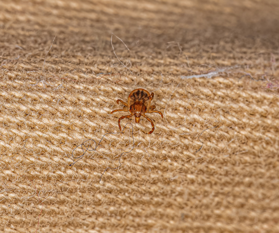 tick on fabric