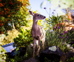 whitetail deer in garden