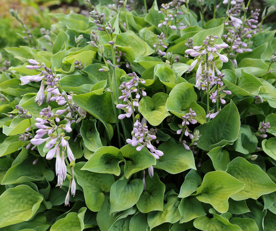 hosta plant 