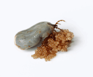 what does a tick nest look like