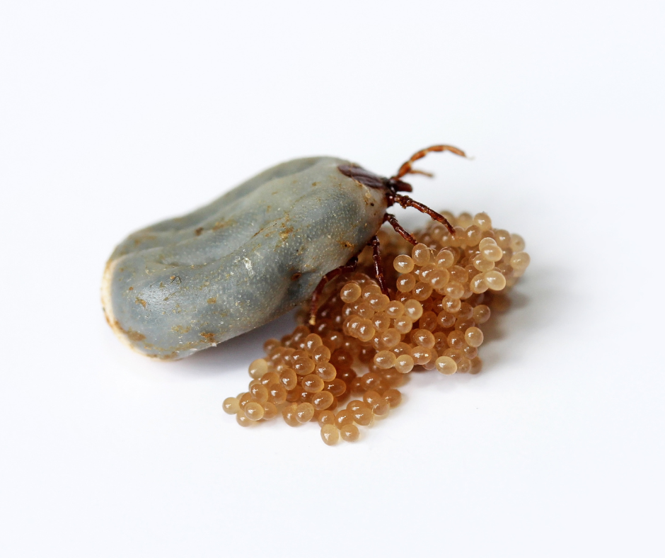 what does a tick nest look like