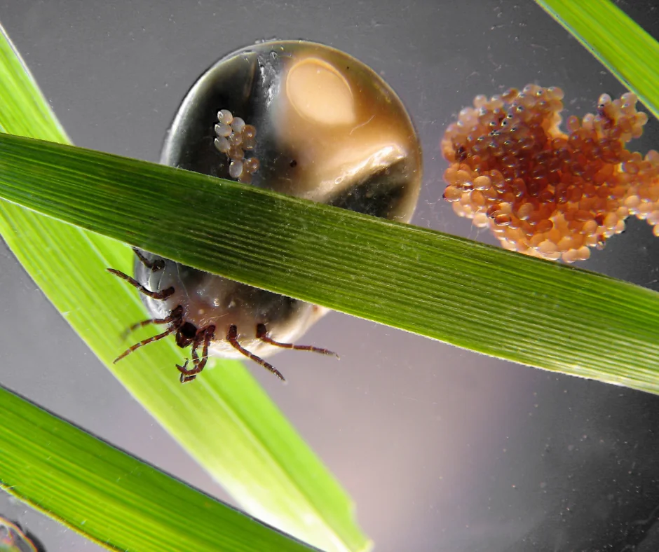 What Does A Tick Nest Look Like? Expert Answers from ohDEER