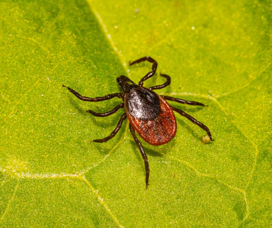 What Does A Tick Nest Look Like? Expert Answers from ohDEER