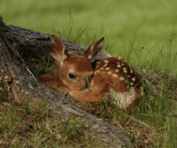 deer fawn alone