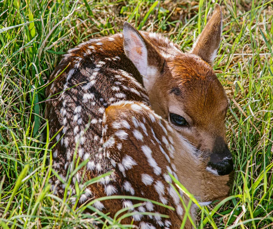 deer fawn