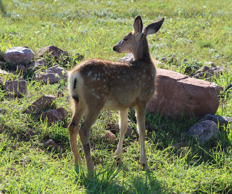 mule deer fawn