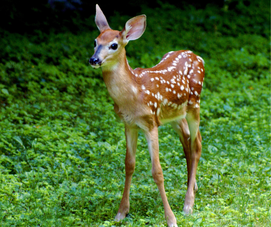 whitetail deer fawn