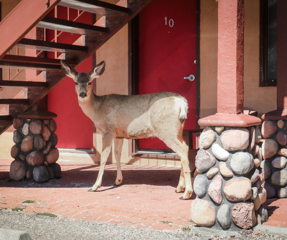 mule deer at hotel