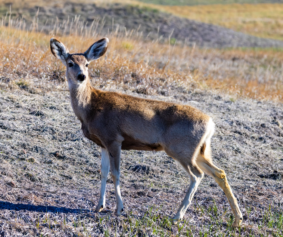 mule deer drought