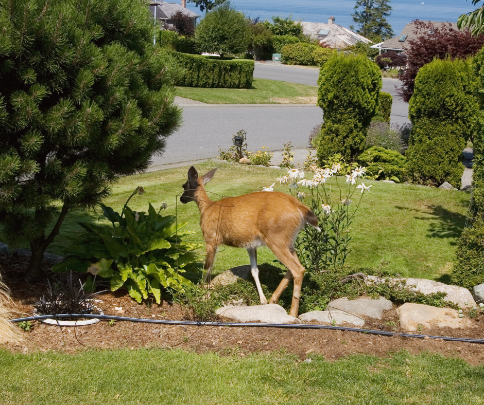 whitetail deer in suburban yard