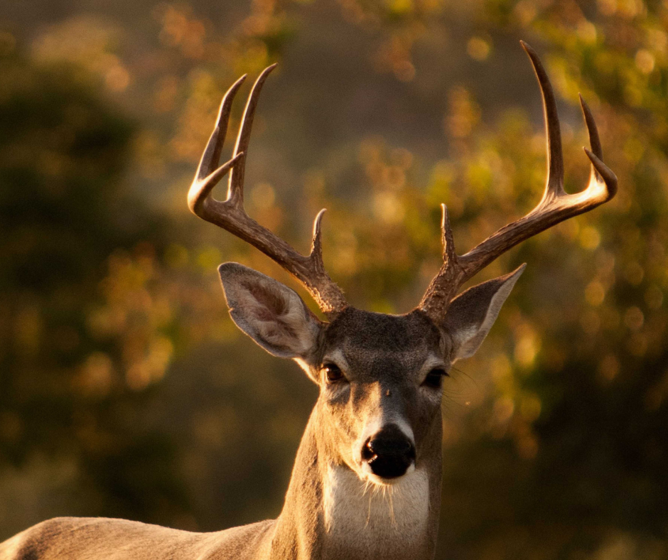 whitetail deer antlers