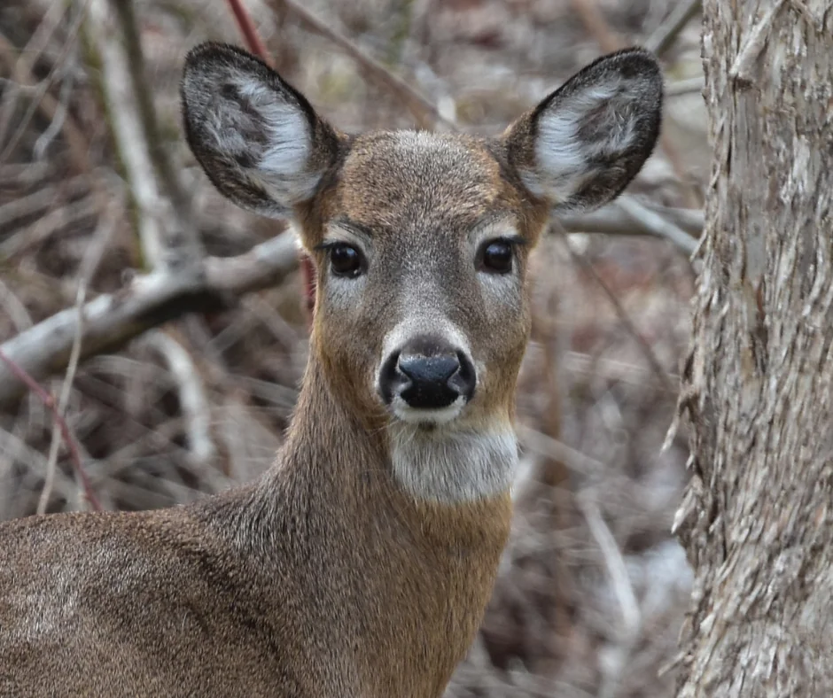 whitetail deer ears