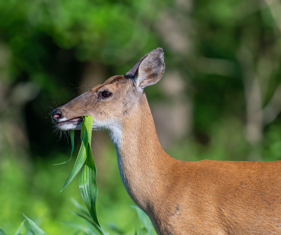 whitetail deer eating