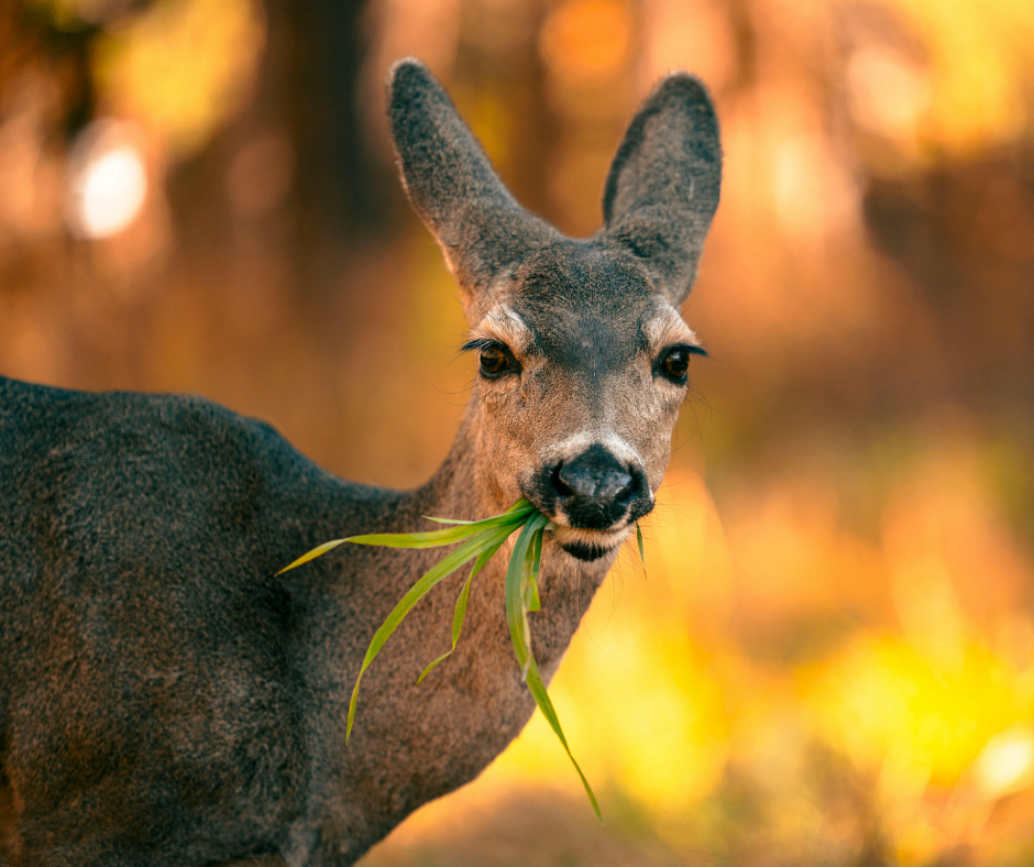 mule deer face