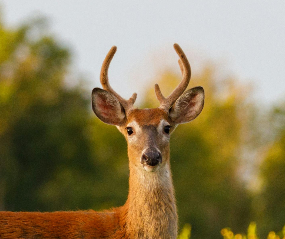 whitetail deer face