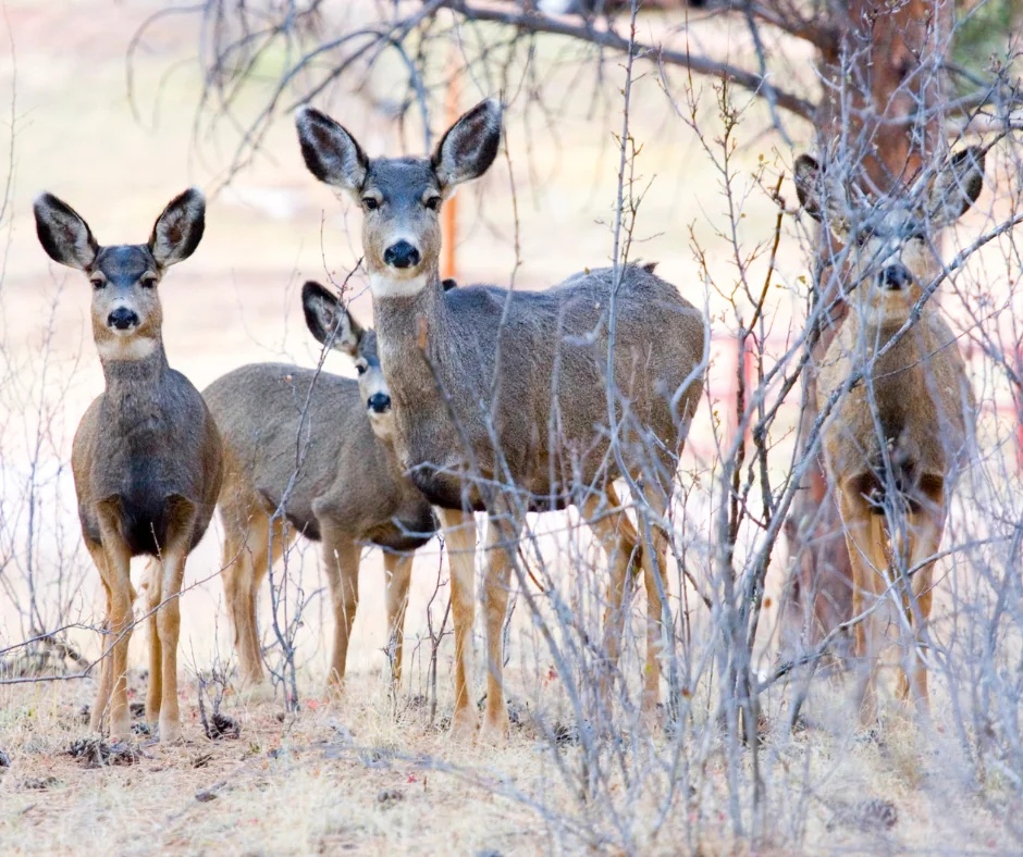 mule deer family
