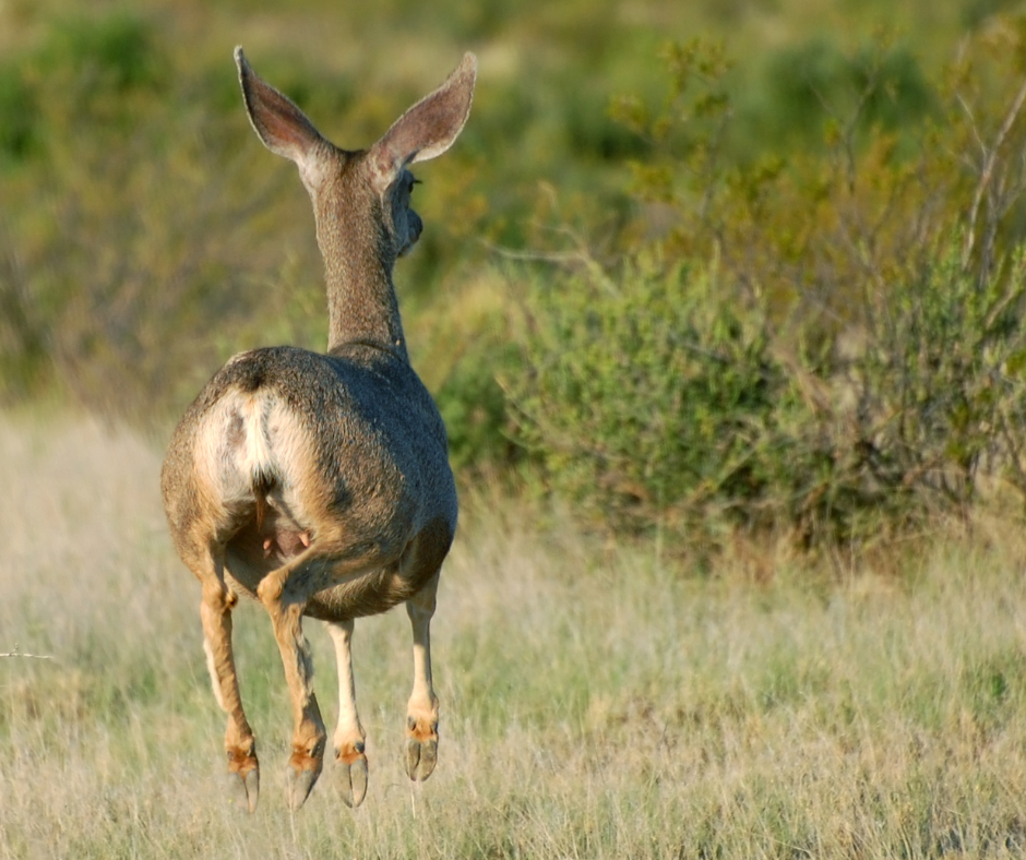 mule deer running