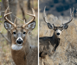 mule deer vs whitetail deer