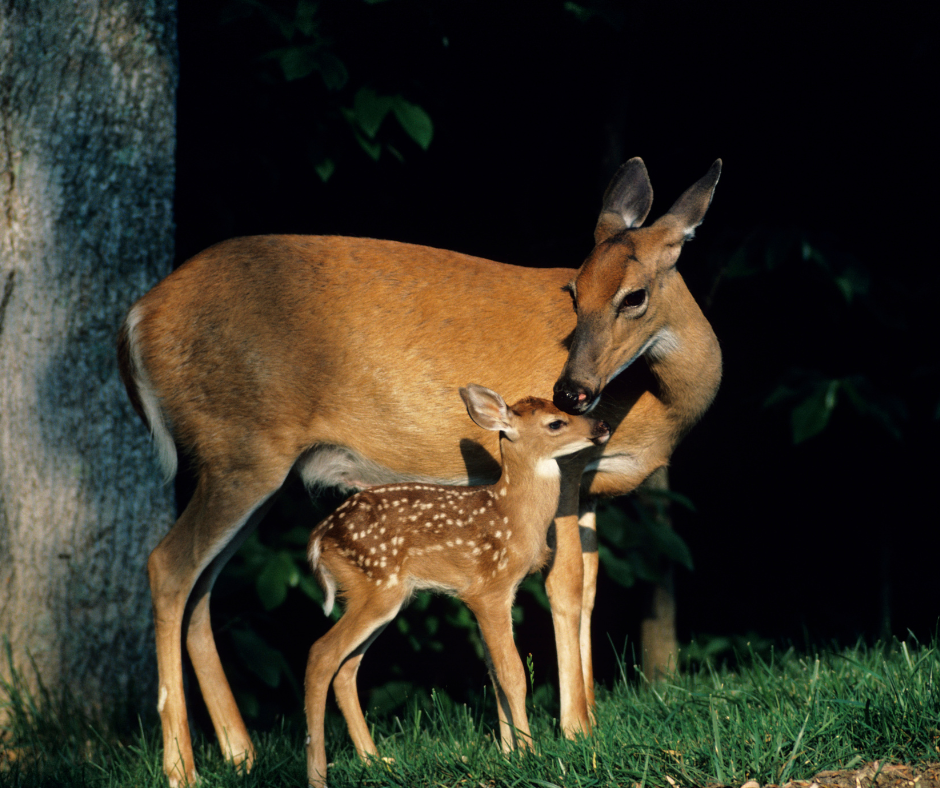 whitetail deer doe and fawn