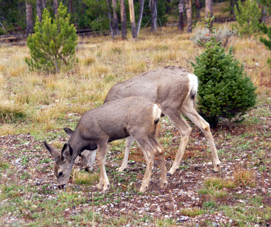 mule deer eating