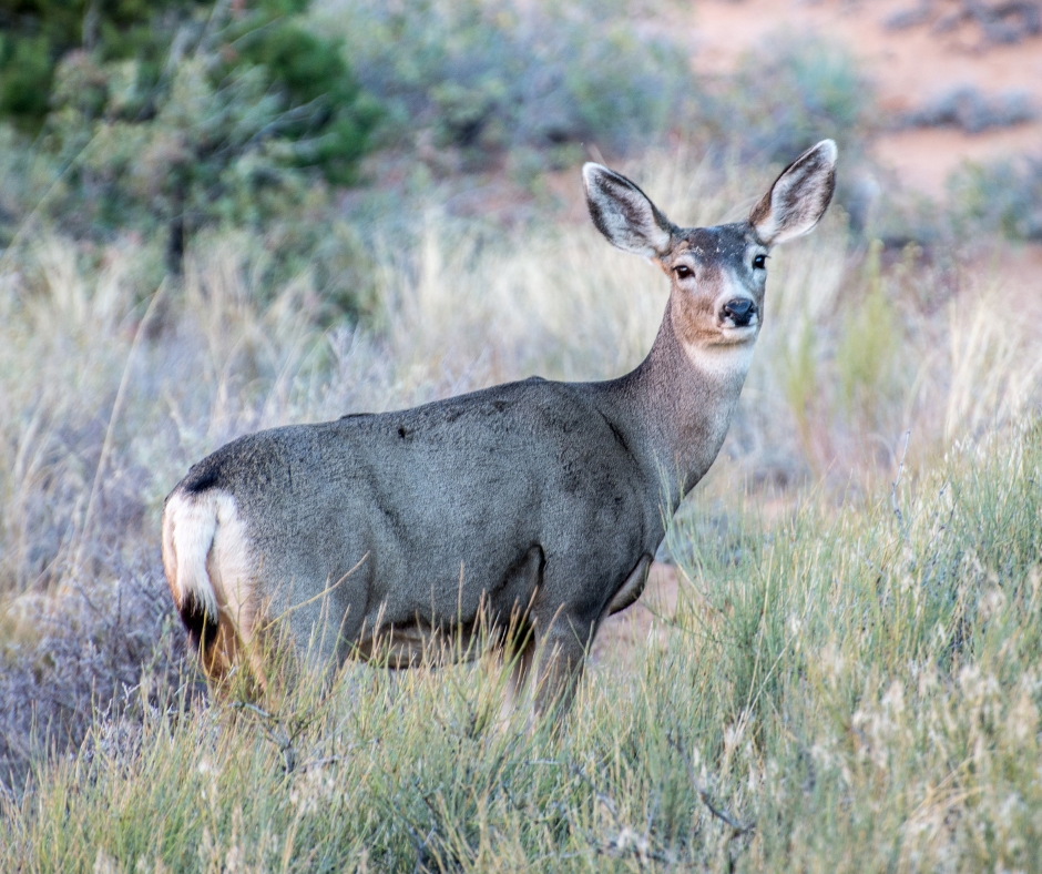 mule deer body color