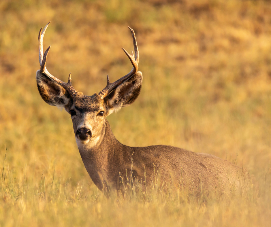 mule deer antlers
