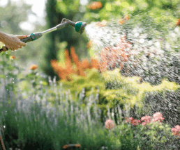 avoid overwatering plants