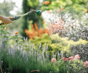 avoid overwatering plants