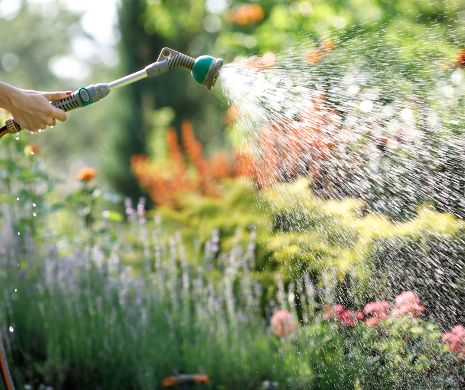 avoid overwatering plants