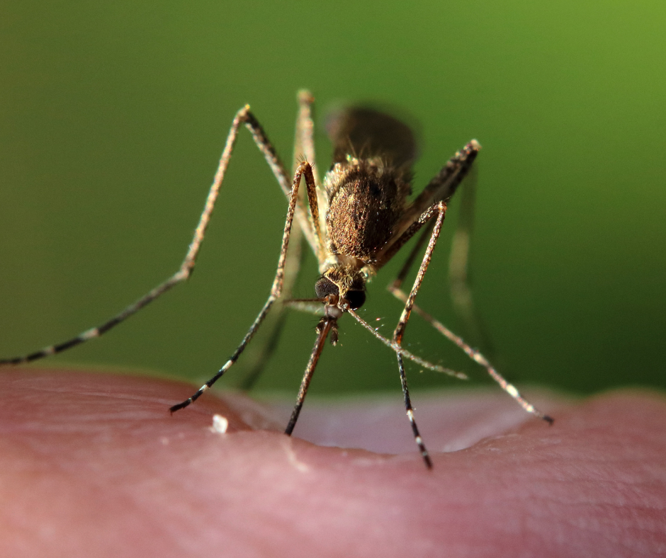 how long do mosquitoes live