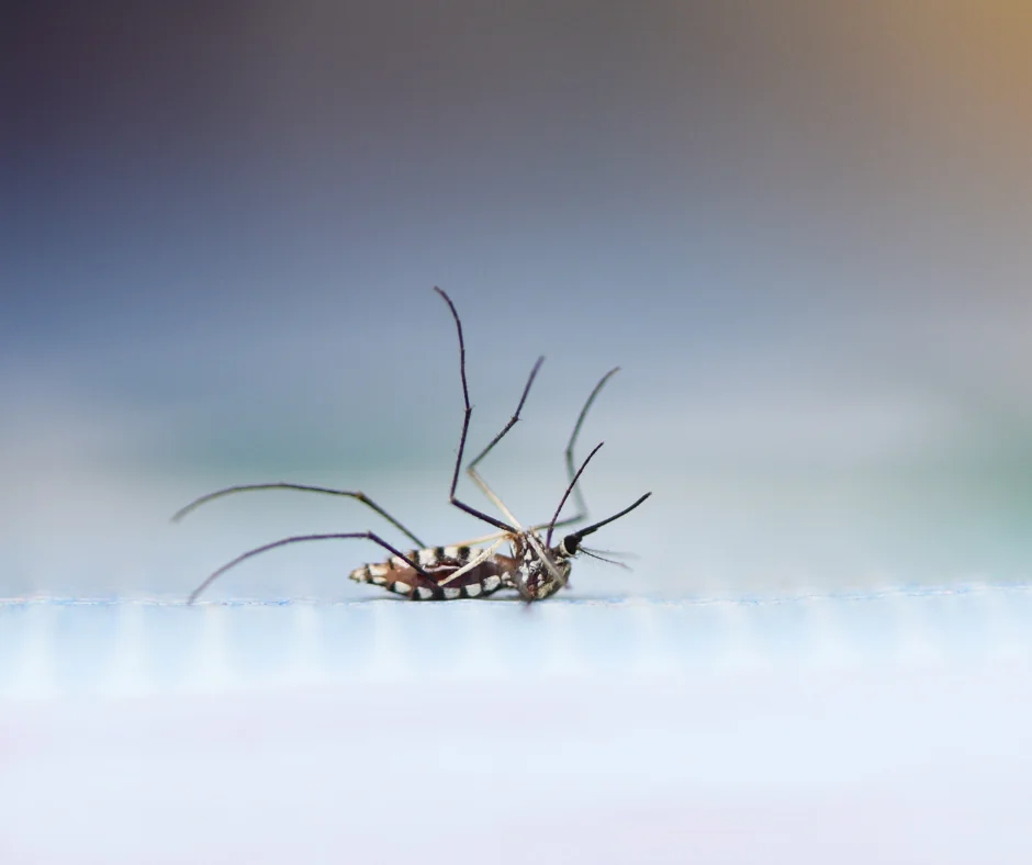 dead Aedes aegypti mosquito 