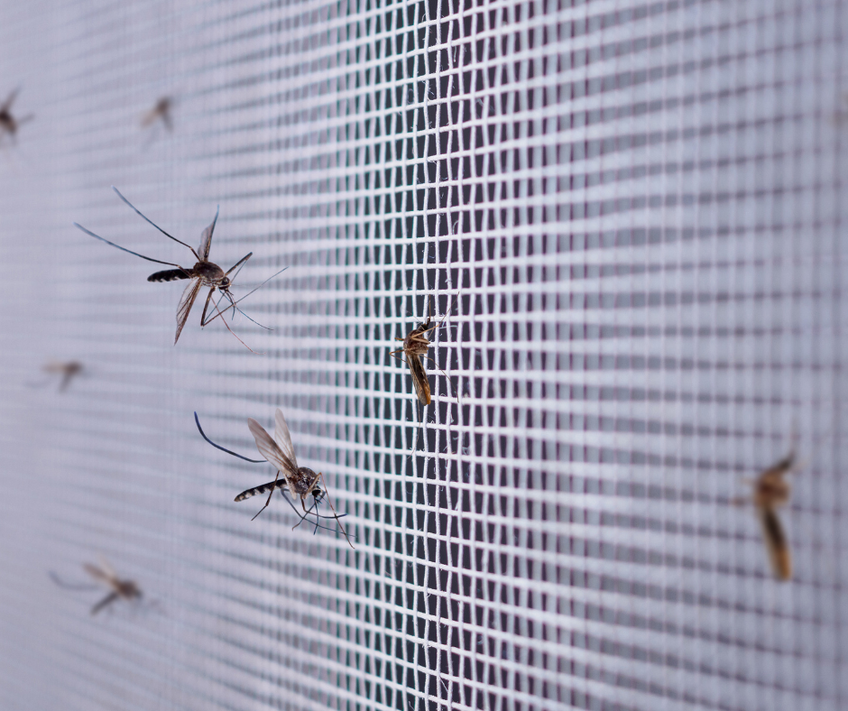 mosquitoes screen 