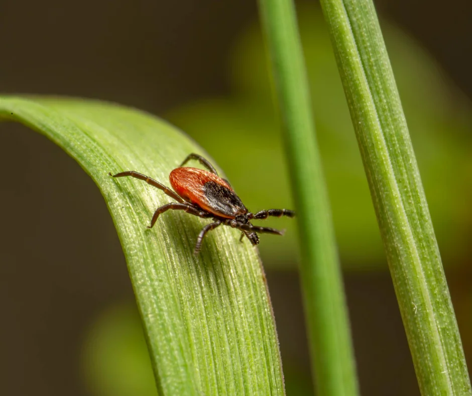 black legged deer tick questing with arms outstretched 